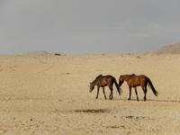 0367 Wildpferde auf der Garub-Ebene &ndash; &copy; Patrick Fritzsche (Eberhardt TRAVEL)