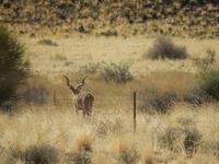 0372 Kudu &ndash; &copy; Patrick Fritzsche (Eberhardt TRAVEL)