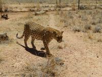 0387 Catwalk - Leopard &ndash; &copy; Patrick Fritzsche (Eberhardt TRAVEL)