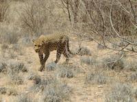 0390 Catwalk - Leopard &ndash; &copy; Patrick Fritzsche (Eberhardt TRAVEL)