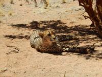 0392 Catwalk - Gepard &ndash; &copy; Patrick Fritzsche (Eberhardt TRAVEL)