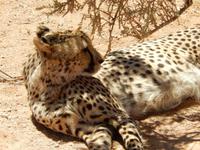 0393 Catwalk - Gepard &ndash; &copy; Patrick Fritzsche (Eberhardt TRAVEL)