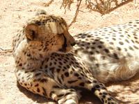 0394 Catwalk - Gepard &ndash; &copy; Patrick Fritzsche (Eberhardt TRAVEL)