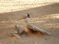 0406 Namib Desert Lodge &ndash; &copy; Patrick Fritzsche (Eberhardt TRAVEL)