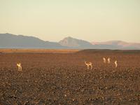 0416 frühmorgens im Sossusvlei &ndash; &copy; Patrick Fritzsche (Eberhardt TRAVEL)