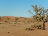 0446 im Sossusvlei &ndash; &copy; Patrick Fritzsche (Eberhardt TRAVEL)