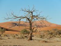 0450 im Sossusvlei &ndash; &copy; Patrick Fritzsche (Eberhardt TRAVEL)