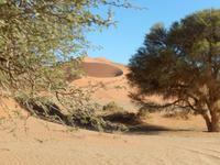 0456 im Sossusvlei &ndash; &copy; Patrick Fritzsche (Eberhardt TRAVEL)