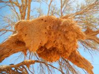 0493 Webervogelnest &ndash; &copy; Patrick Fritzsche (Eberhardt TRAVEL)