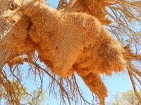 0494 Webervogelnest &ndash; &copy; Patrick Fritzsche (Eberhardt TRAVEL)
