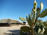 0538 Feigenkaktus &ndash; &copy; Patrick Fritzsche (Eberhardt TRAVEL)