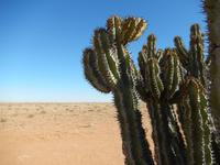 0543 Namibische Giftwolfsmilch (Euphorbia virosa) &ndash; &copy; Patrick Fritzsche (Eberhardt TRAVEL)