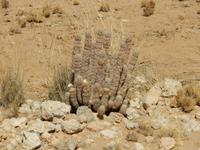 0557 Euphorbia &ndash; &copy; Patrick Fritzsche (Eberhardt TRAVEL)