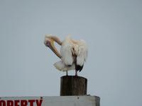 0611 Katamaran-Ausflug Walvis Bay - Pelikan &ndash; &copy; Patrick Fritzsche (Eberhardt TRAVEL)