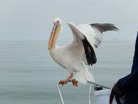 0615 Katamaran-Ausflug Walvis Bay - Pelikan &ndash; &copy; Patrick Fritzsche (Eberhardt TRAVEL)