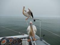 0618 Katamaran-Ausflug Walvis Bay - Pelikan &ndash; &copy; Patrick Fritzsche (Eberhardt TRAVEL)