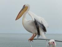 0619 Katamaran-Ausflug Walvis Bay - Pelikan &ndash; &copy; Patrick Fritzsche (Eberhardt TRAVEL)