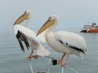 0626 Katamaran-Ausflug Walvis Bay - Pelikan &ndash; &copy; Patrick Fritzsche (Eberhardt TRAVEL)