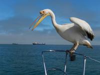 0660 Katamaran-Ausflug Walvis Bay - Pelikan &ndash; &copy; Patrick Fritzsche (Eberhardt TRAVEL)