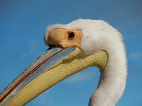 0662 Katamaran-Ausflug Walvis Bay - Pelikan &ndash; &copy; Patrick Fritzsche (Eberhardt TRAVEL)