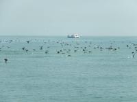 0666 Katamaran-Ausflug Walvis Bay - Kormorane &ndash; &copy; Patrick Fritzsche (Eberhardt TRAVEL)