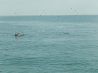 0668 Katamaran-Ausflug Walvis Bay - Delfine &ndash; &copy; Patrick Fritzsche (Eberhardt TRAVEL)