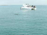 0671 Katamaran-Ausflug Walvis Bay - Delfine &ndash; &copy; Patrick Fritzsche (Eberhardt TRAVEL)