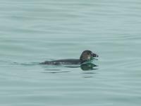 0679 Katamaran-Ausflug Walvis Bay - Pinguin &ndash; &copy; Patrick Fritzsche (Eberhardt TRAVEL)
