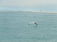 0681 Katamaran-Ausflug Walvis Bay - Robbenkolonie &ndash; &copy; Patrick Fritzsche (Eberhardt TRAVEL)