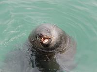 0685 Katamaran-Ausflug Walvis Bay - Robbenkolonie &ndash; &copy; Patrick Fritzsche (Eberhardt TRAVEL)