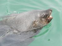 0686 Katamaran-Ausflug Walvis Bay - Robbenkolonie &ndash; &copy; Patrick Fritzsche (Eberhardt TRAVEL)