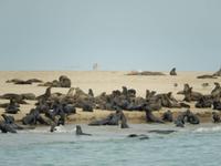 0688 Katamaran-Ausflug Walvis Bay - Robbenkolonie &ndash; &copy; Patrick Fritzsche (Eberhardt TRAVEL)