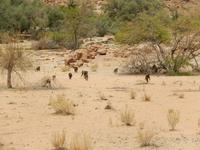 0743 Paviane &ndash; &copy; Patrick Fritzsche (Eberhardt TRAVEL)