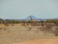 0746 Giraffe &ndash; &copy; Patrick Fritzsche (Eberhardt TRAVEL)