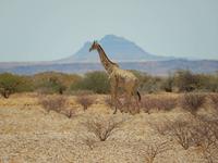 0747 Giraffe &ndash; &copy; Patrick Fritzsche (Eberhardt TRAVEL)