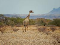 0748 Giraffe &ndash; &copy; Patrick Fritzsche (Eberhardt TRAVEL)