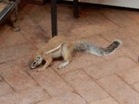 0770 Streifenhörnchen in Twyfelfontain &ndash; &copy; Patrick Fritzsche (Eberhardt TRAVEL)