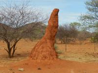 0790 Termitenhügel &ndash; &copy; Patrick Fritzsche (Eberhardt TRAVEL)