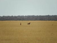 0889 Etosha-Nationalpark - Kuhantilope &ndash; &copy; Patrick Fritzsche (Eberhardt TRAVEL)