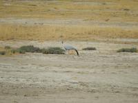 0900 Etosha-Nationalpark - Paradieskranich &ndash; &copy; Patrick Fritzsche (Eberhardt TRAVEL)