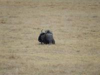 0902 Etosha-Nationalpark - Streifengnu &ndash; &copy; Patrick Fritzsche (Eberhardt TRAVEL)