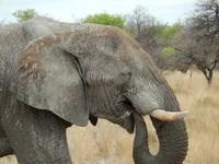 0906 Etosha-Nationalpark - Elefant &ndash; &copy; Patrick Fritzsche (Eberhardt TRAVEL)