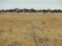 0908 Etosha-Nationalpark - Springböcke &ndash; &copy; Patrick Fritzsche (Eberhardt TRAVEL)