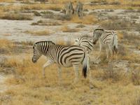 0911 Etosha-Nationalpark - Steppenzabras &ndash; &copy; Patrick Fritzsche (Eberhardt TRAVEL)