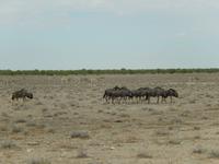 0936 Etosha-Nationalpark - Streifengnus und Steppenzebras &ndash; &copy; Patrick Fritzsche (Eberhardt TRAVEL)