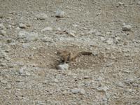 0939 Etosha-Nationalpark - Erdhörnchen &ndash; &copy; Patrick Fritzsche (Eberhardt TRAVEL)