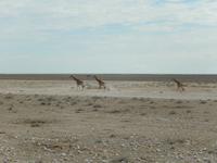 0942 Etosha-Nationalpark - Giraffen &ndash; &copy; Patrick Fritzsche (Eberhardt TRAVEL)