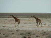 0943 Etosha-Nationalpark - Giraffen &ndash; &copy; Patrick Fritzsche (Eberhardt TRAVEL)