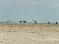 0944 Etosha-Nationalpark - Giraffen &ndash; &copy; Patrick Fritzsche (Eberhardt TRAVEL)