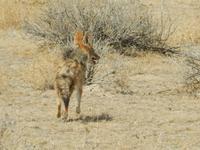 0948 Etosha-Nationalpark - Schabrackenschakal &ndash; &copy; Patrick Fritzsche (Eberhardt TRAVEL)